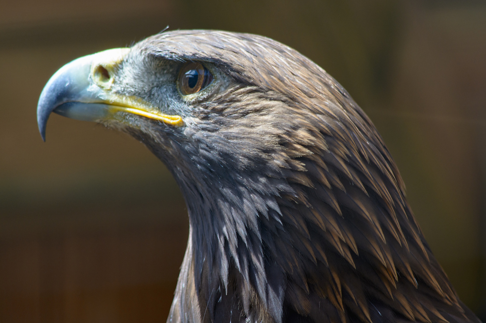 Steinadler