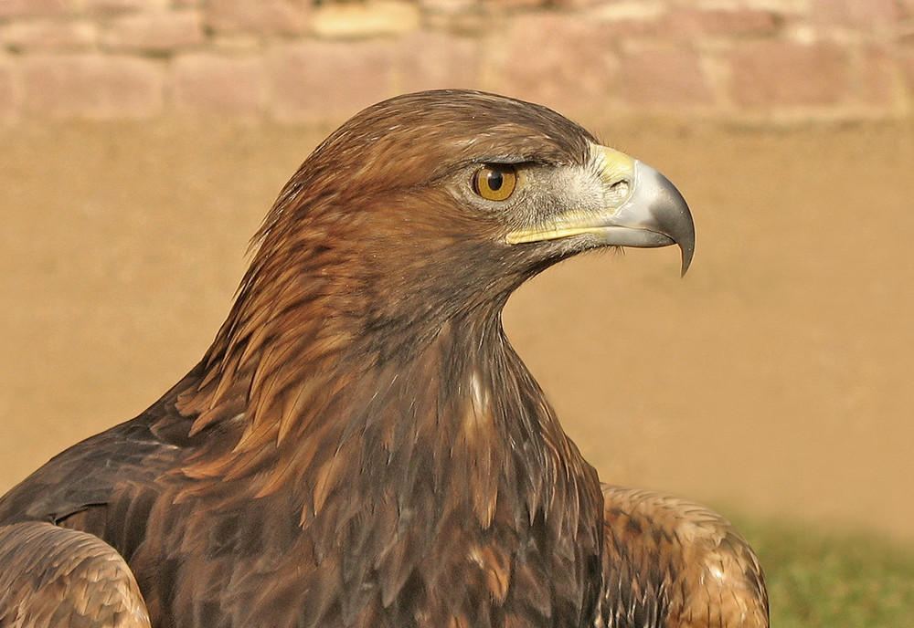 Steinadler