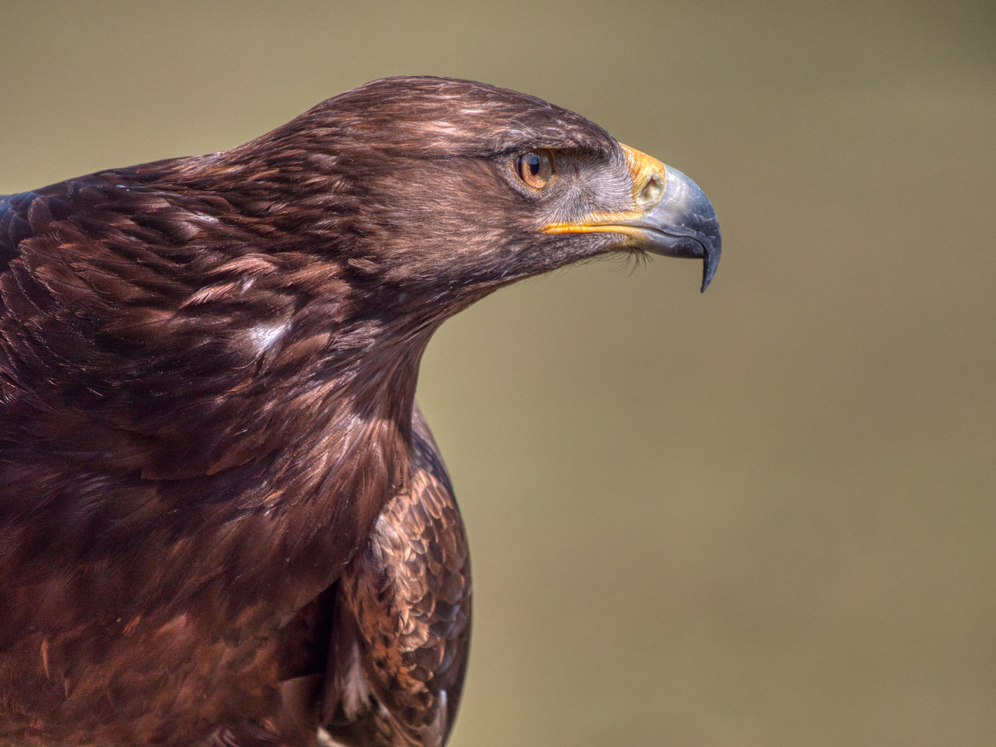 Steinadler