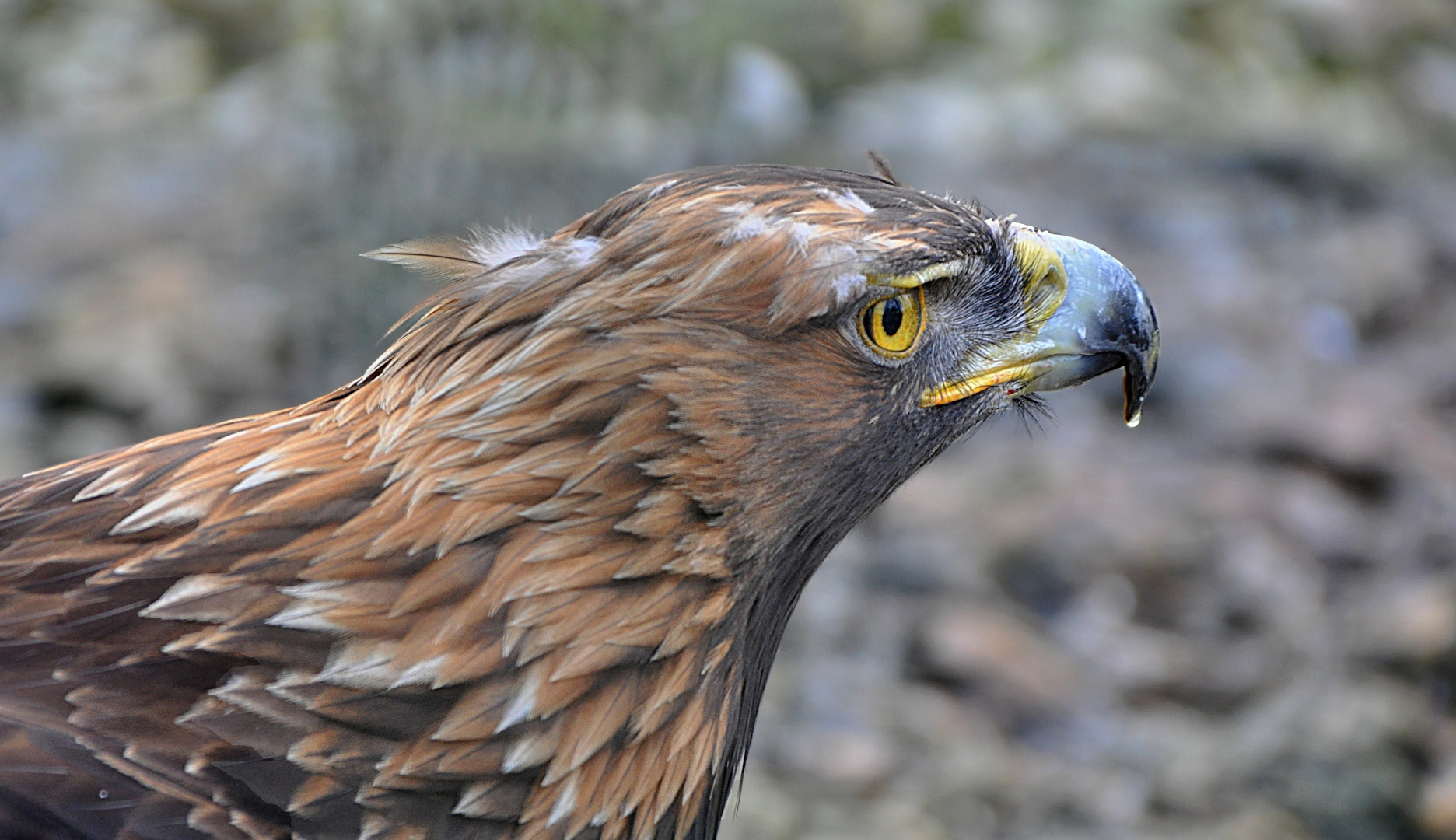 Steinadler