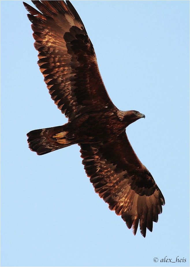 Steinadler