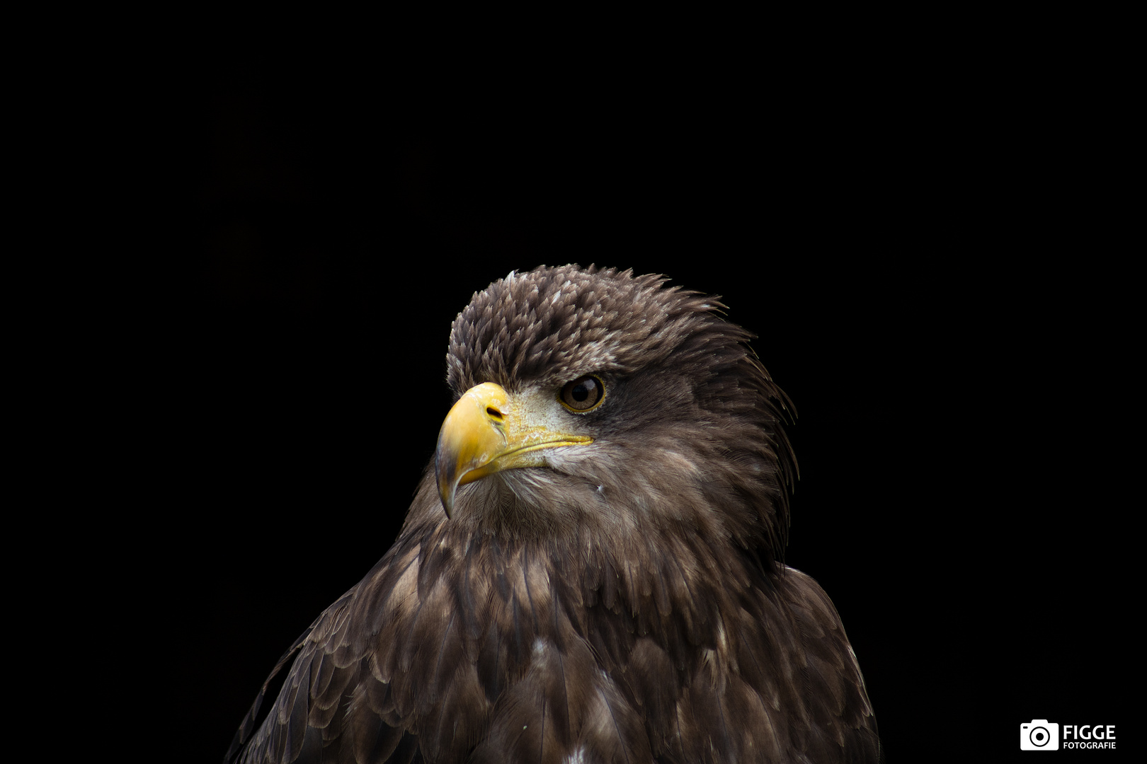 Steinadler 