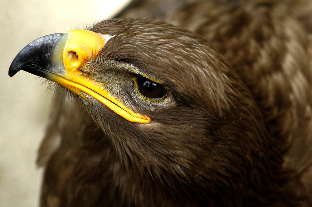 Steinadler