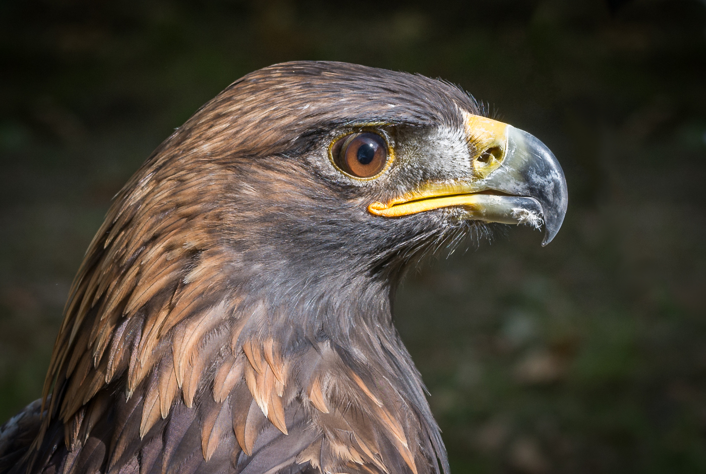 Steinadler