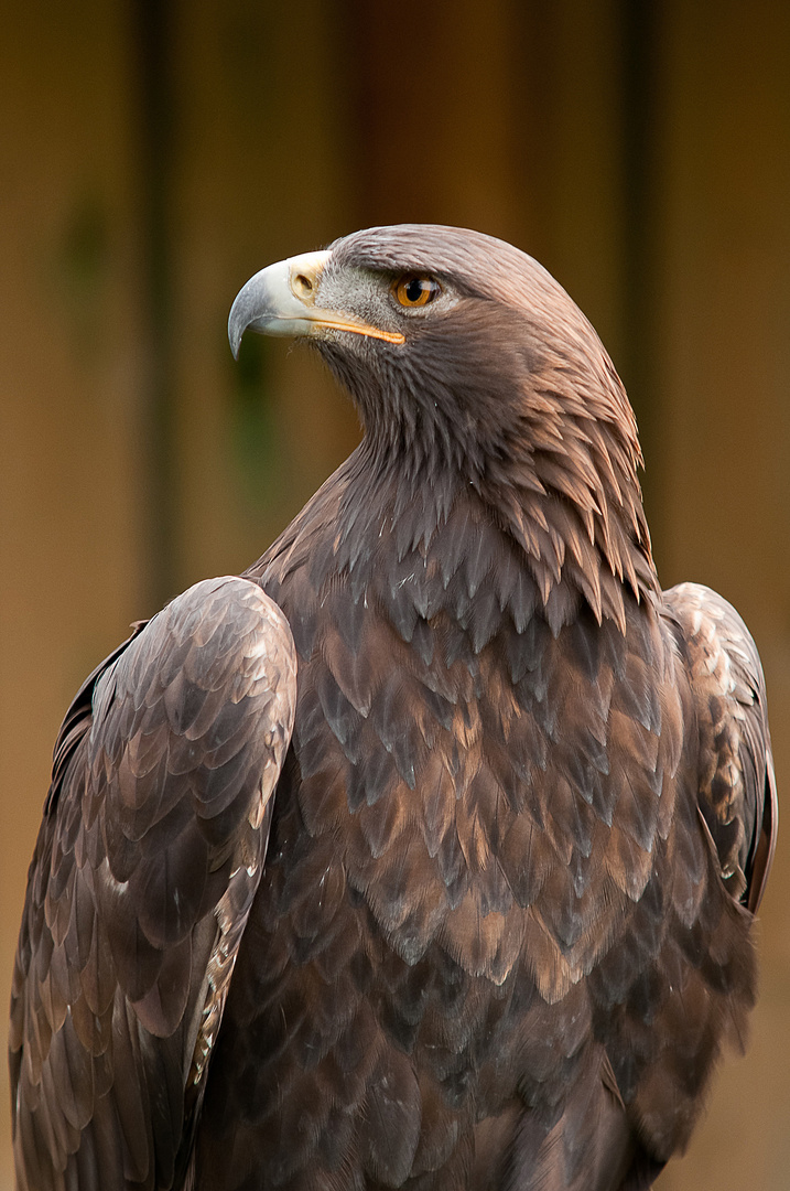 Steinadler