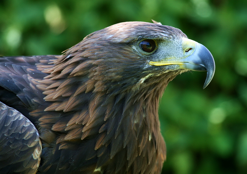 Steinadler