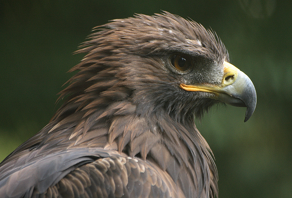 Steinadler