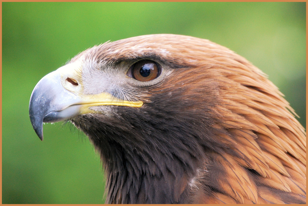 Steinadler