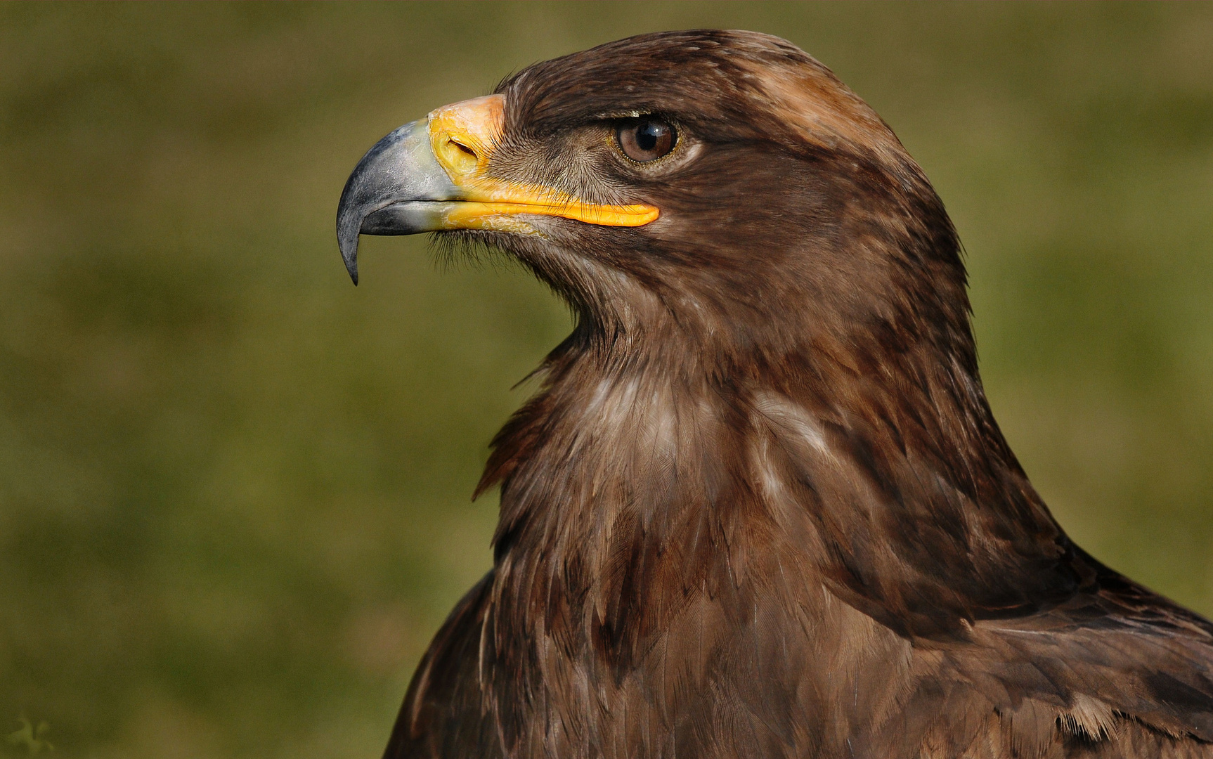 Steinadler