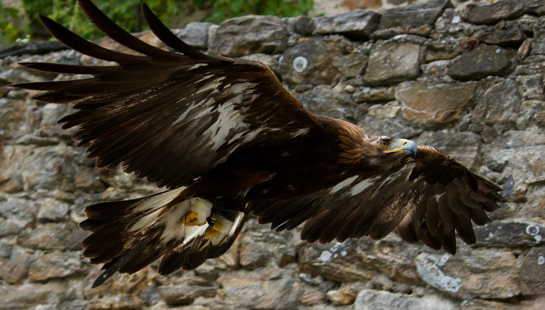 Steinadler