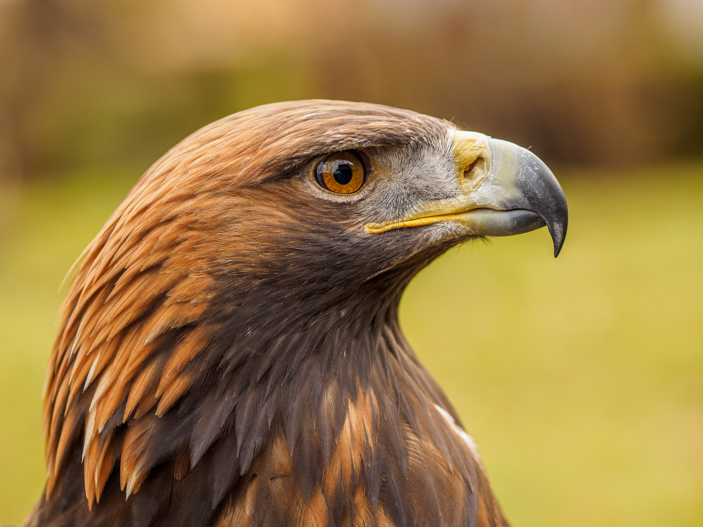 Steinadler Bilder Steinadler Bilder
