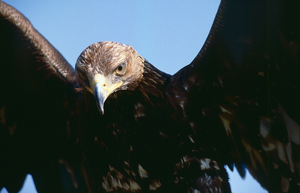 Steinadler (7)