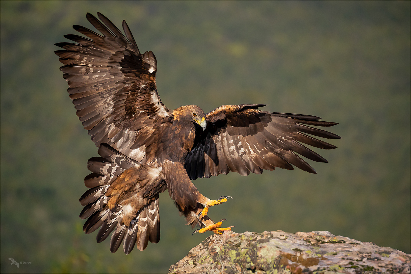 Steinadler Foto Bild Tiere Wildlife Wild Lebende Vogel Bilder Auf Fotocommunity