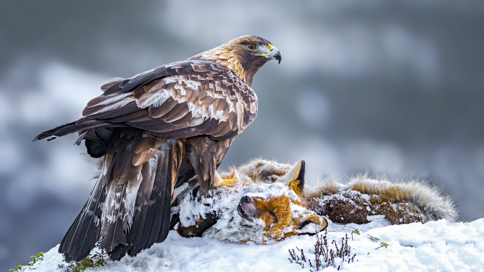 Steinadler Foto Bild Fotos Winter Natur Bilder Auf Fotocommunity