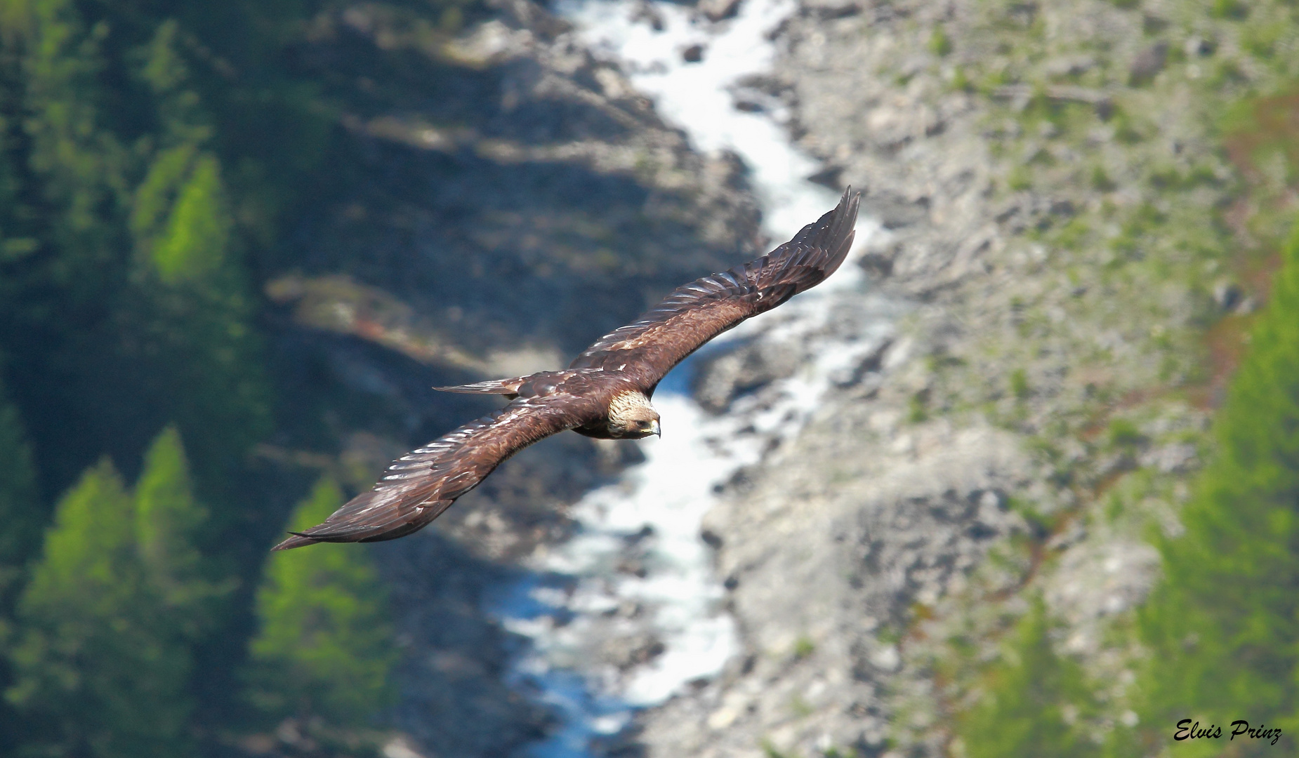 Steinadler