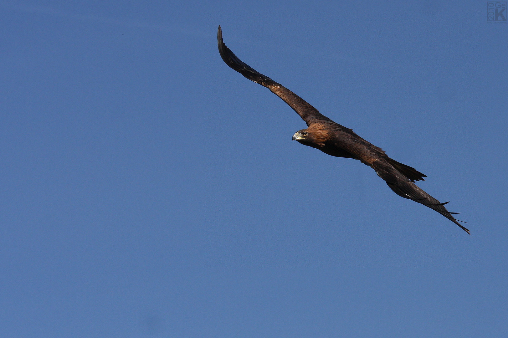 Steinadler ...