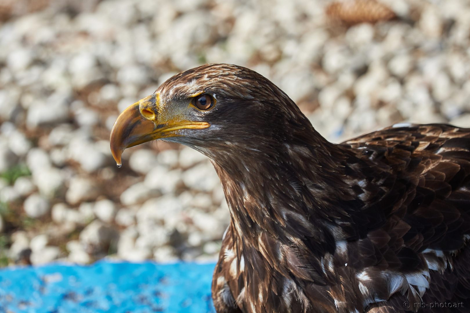 Steinadler