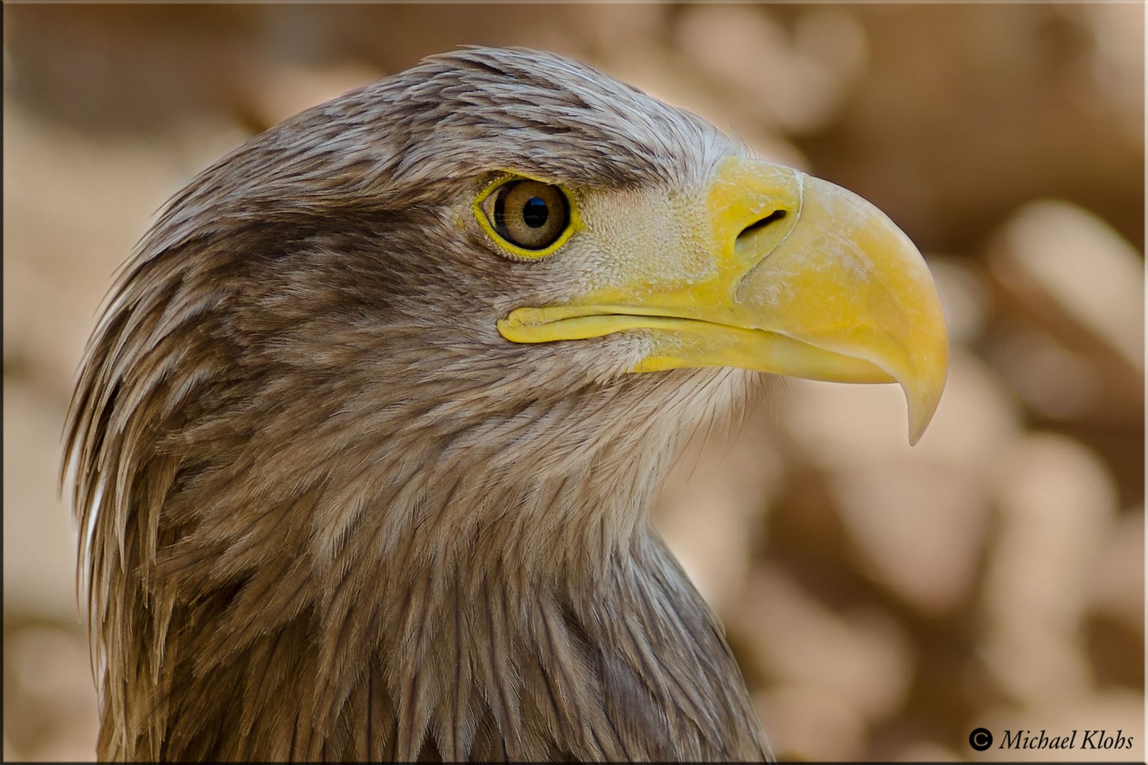 Steinadler