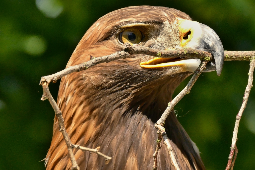 Steinadler