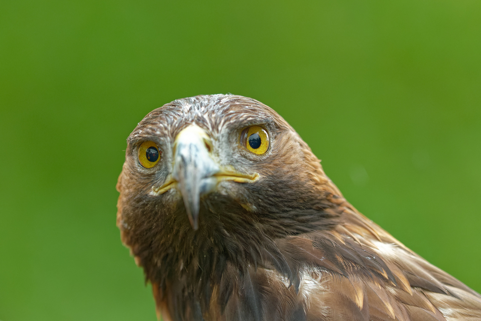 Steinadler