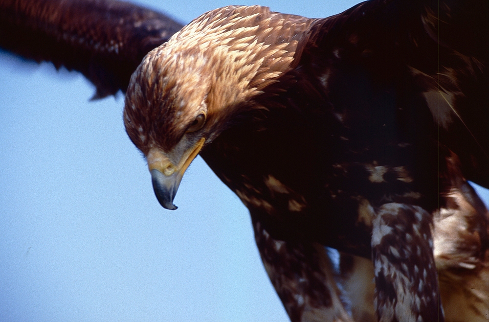 Steinadler (8)