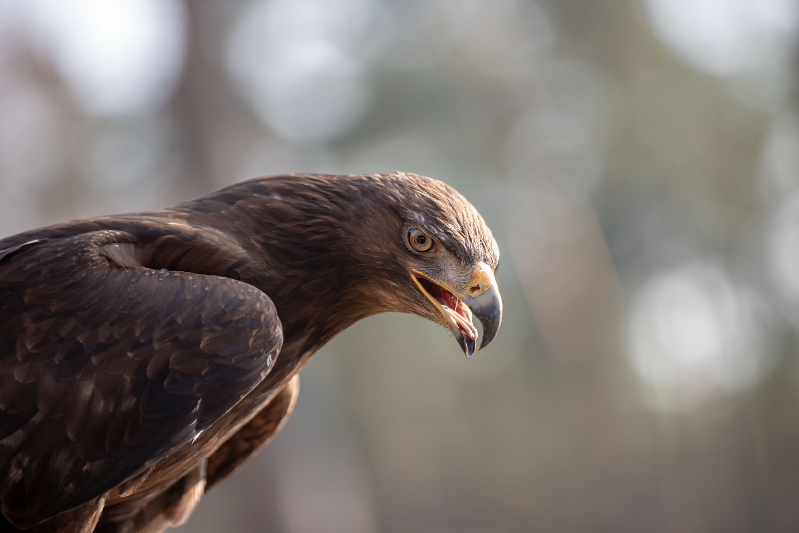 Steinadler