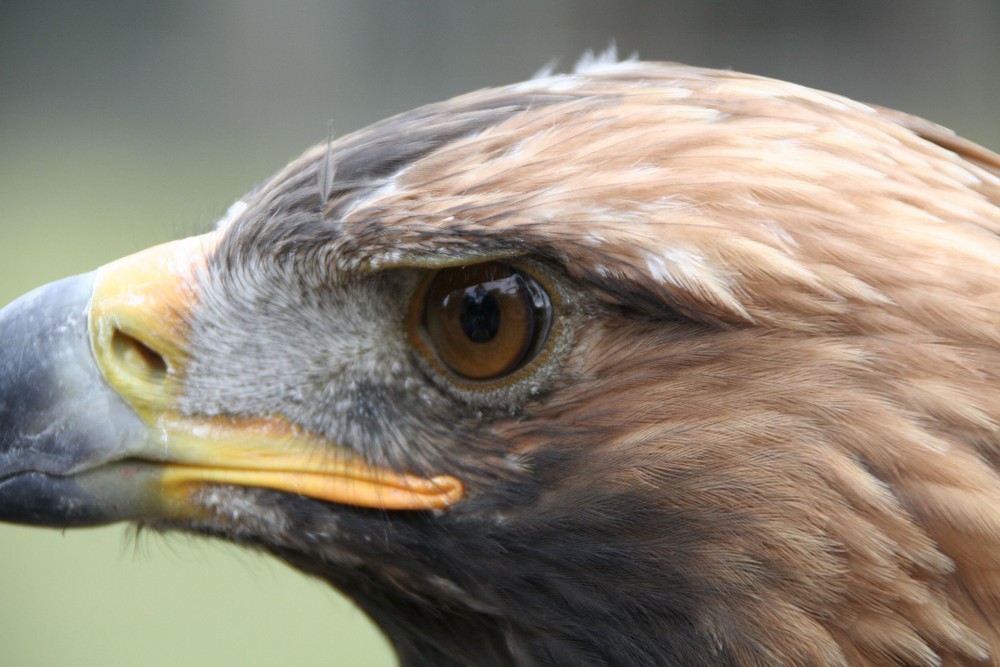 Steinadler