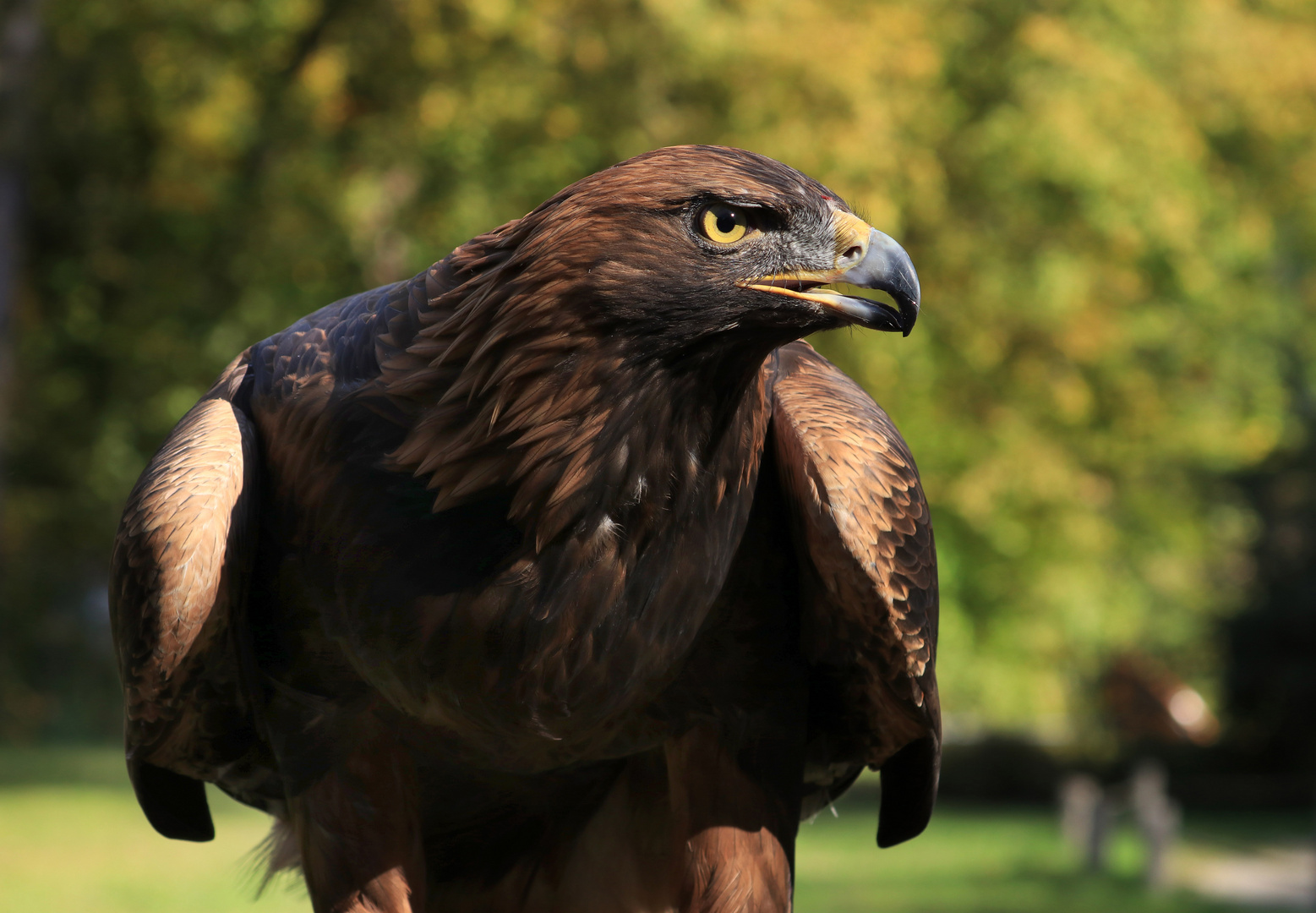 Steinadler