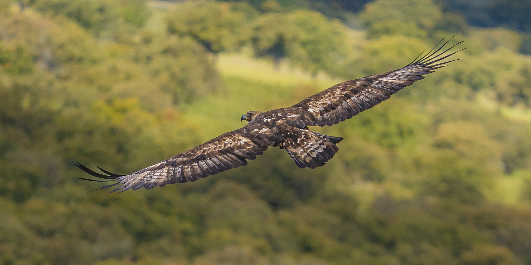 Steinadler