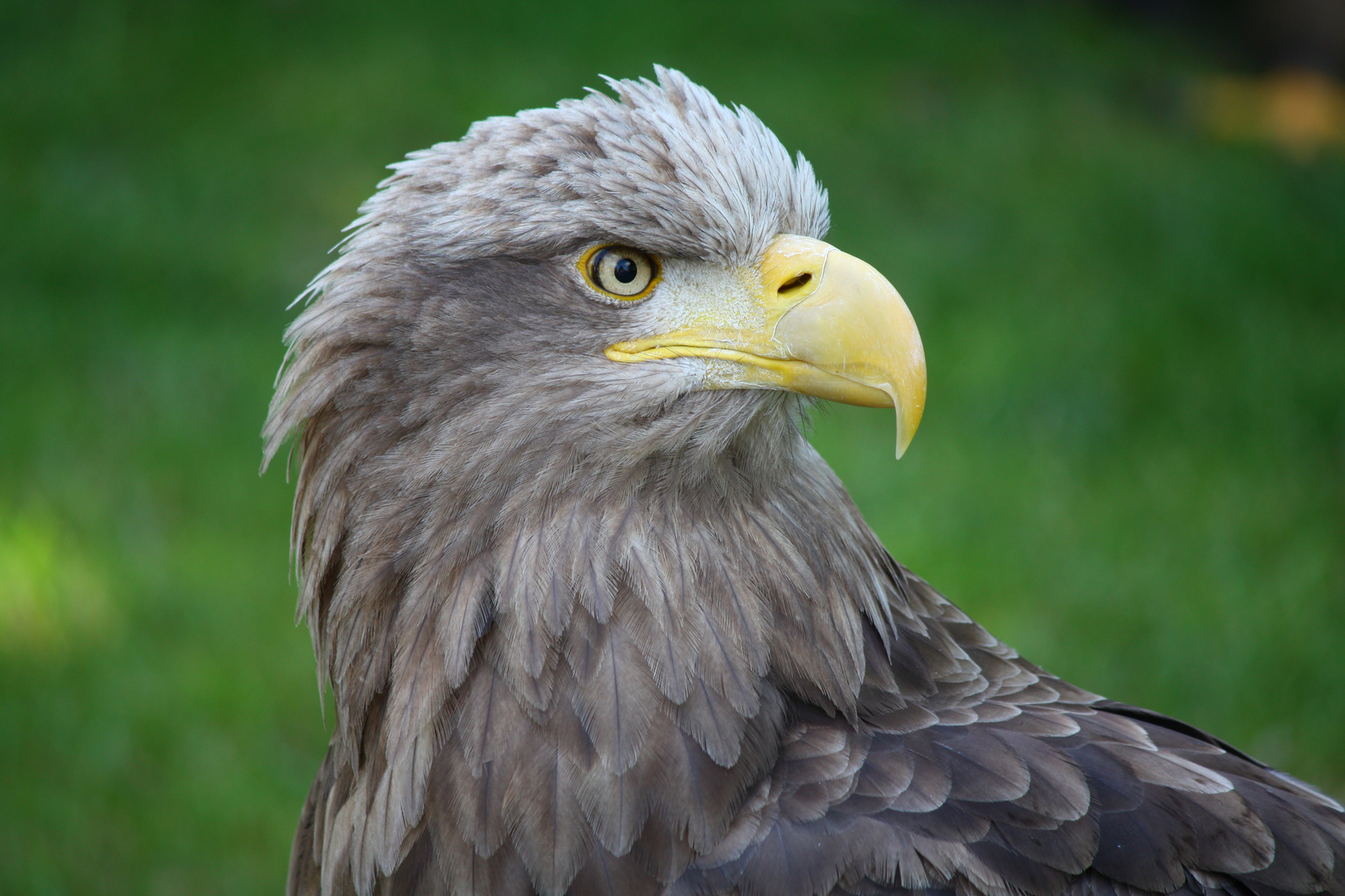 Steinadler