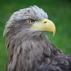 Steinadler