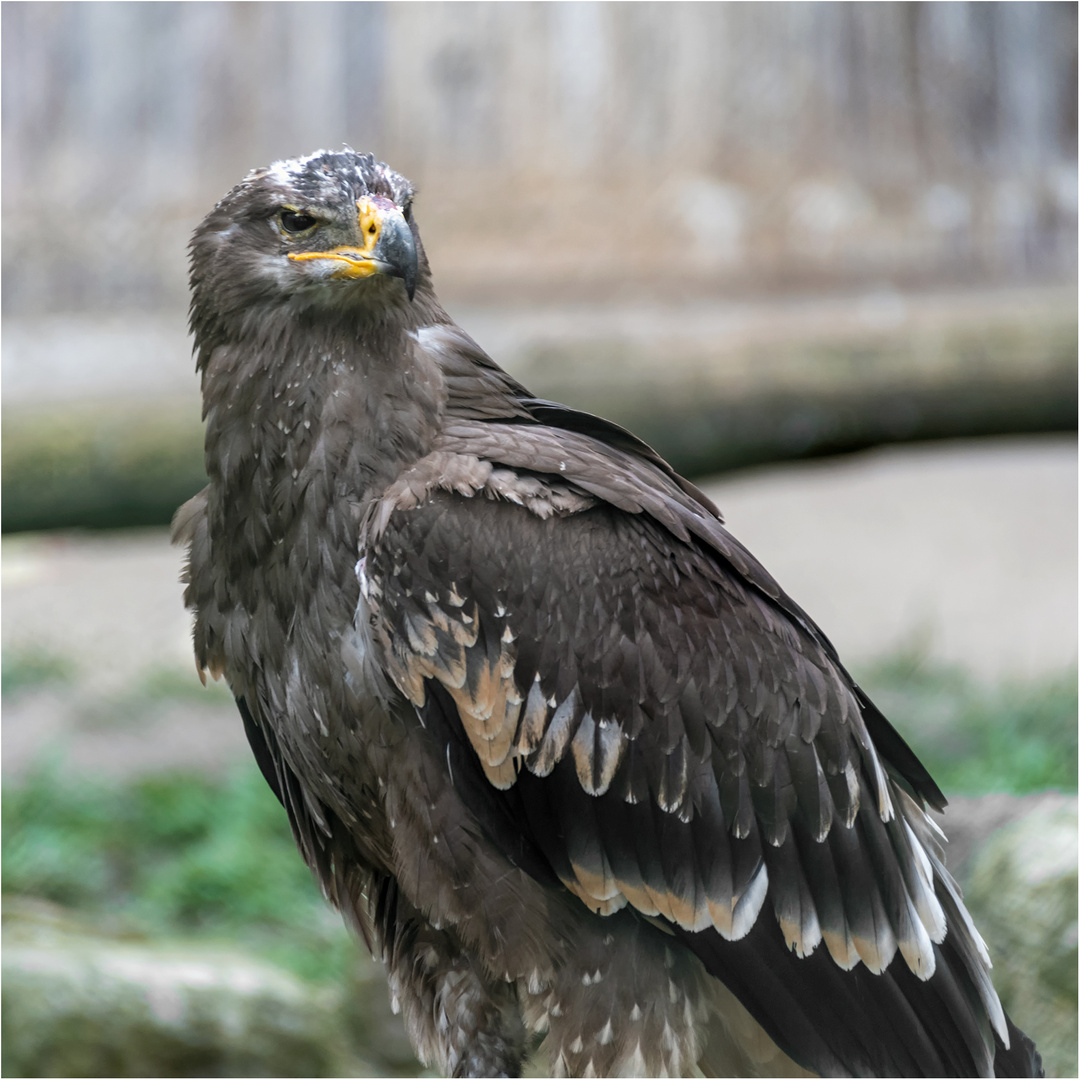 Steinadler