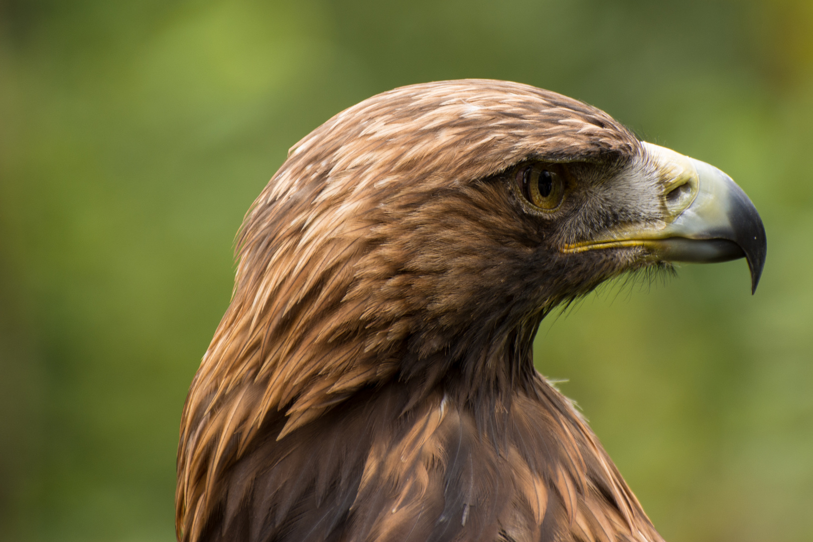 Steinadler