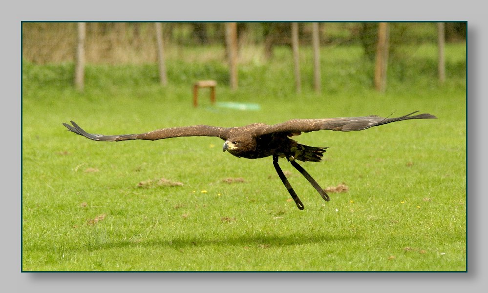 Steinadler