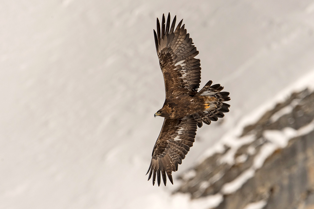 Steinadler