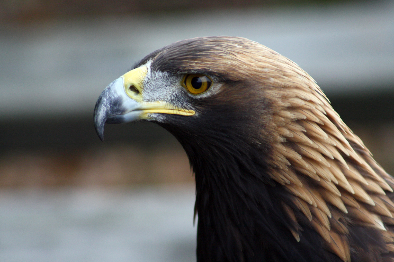 Steinadler