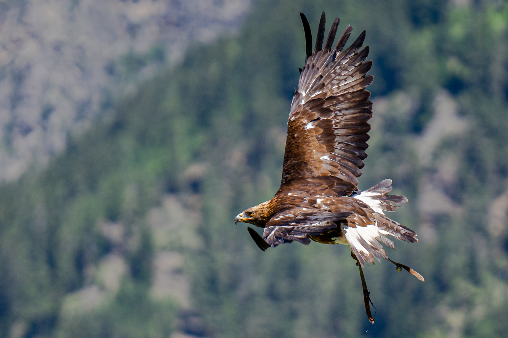 Steinadler