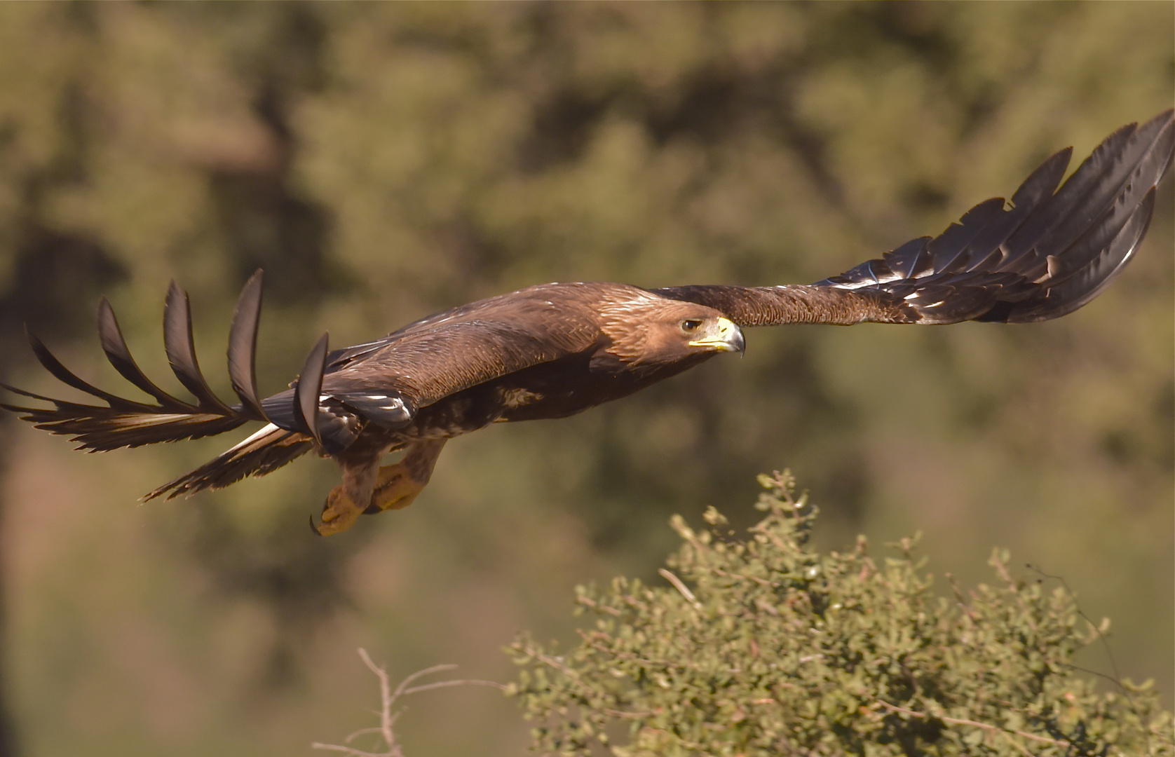 Steinadler