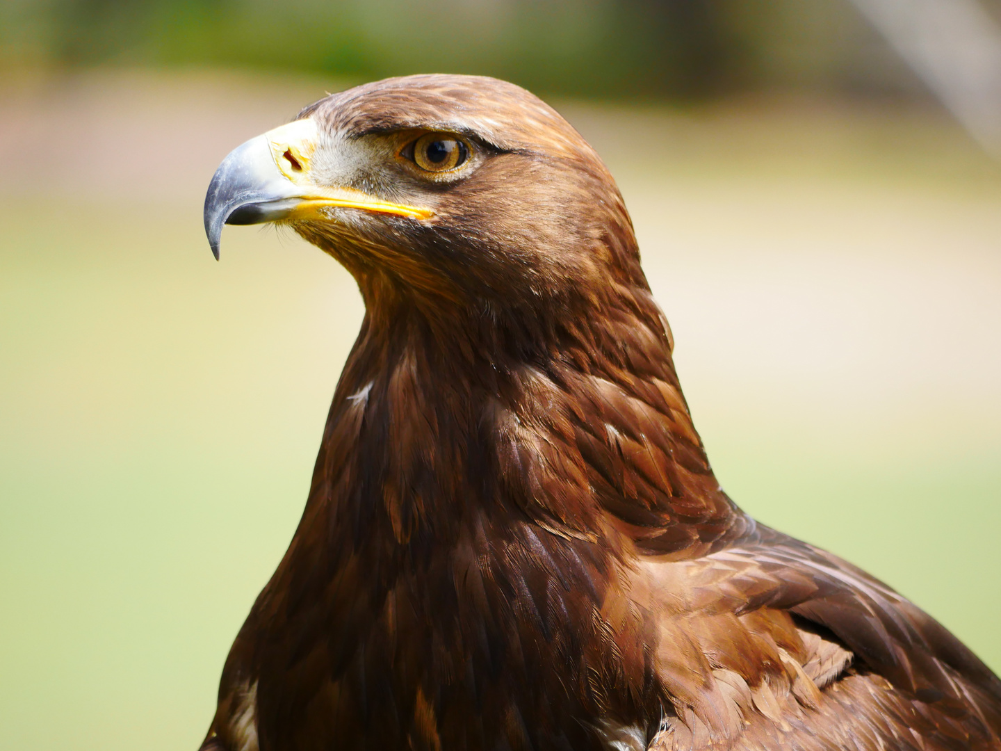 Steinadler