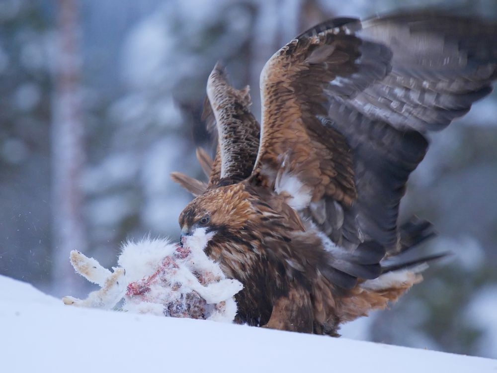 Steinadler