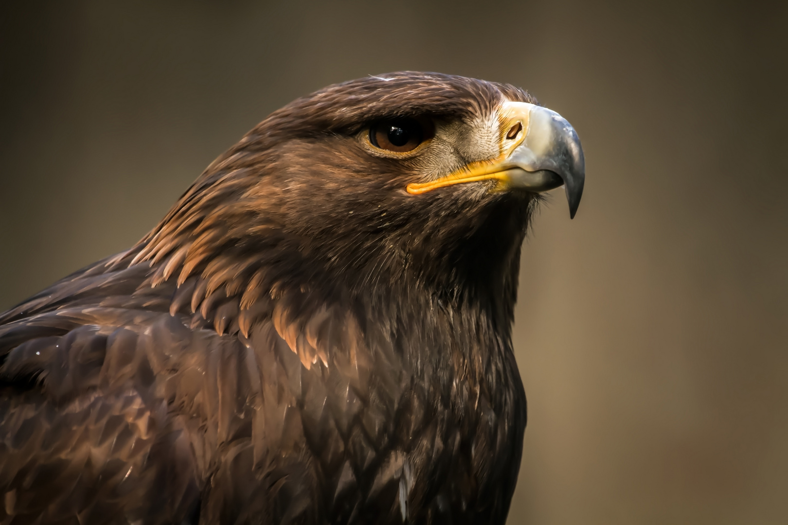 steinadler