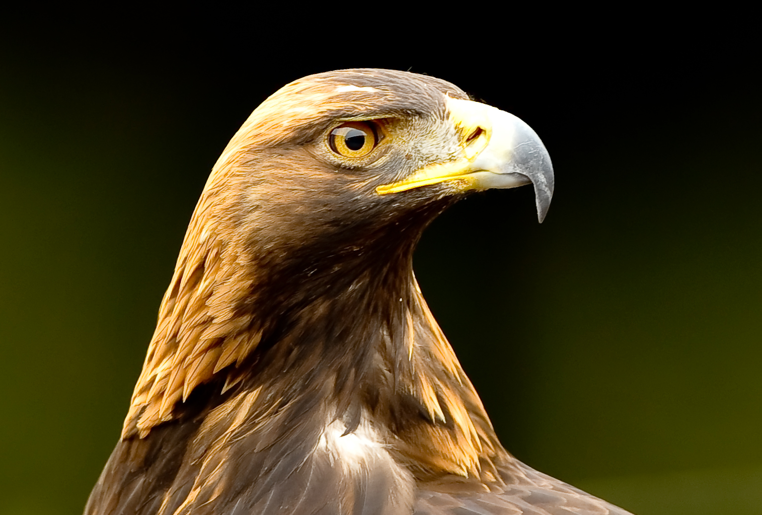 steinadler