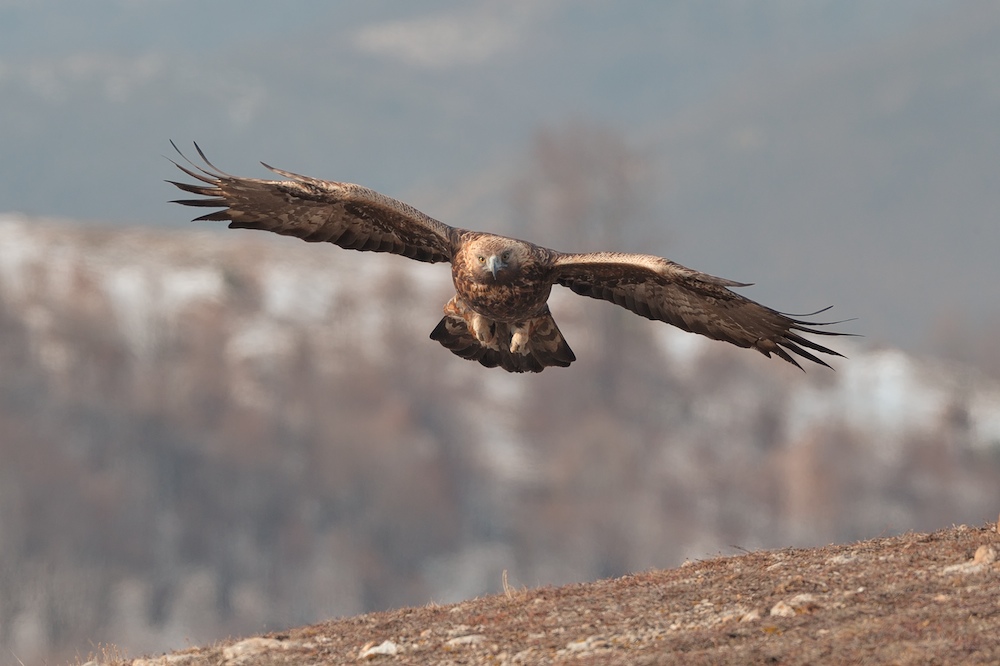 Steinadler