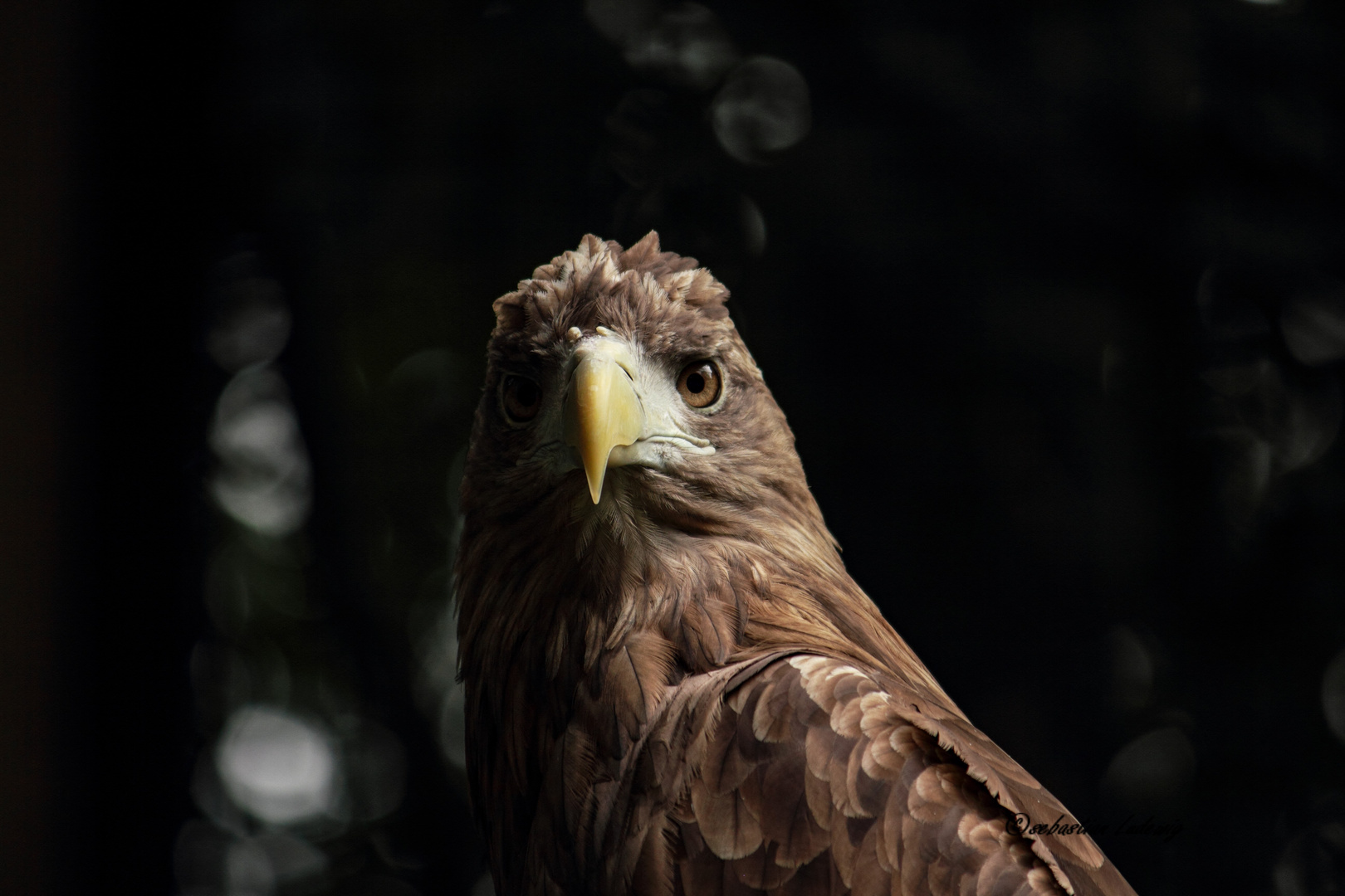 Steinadler