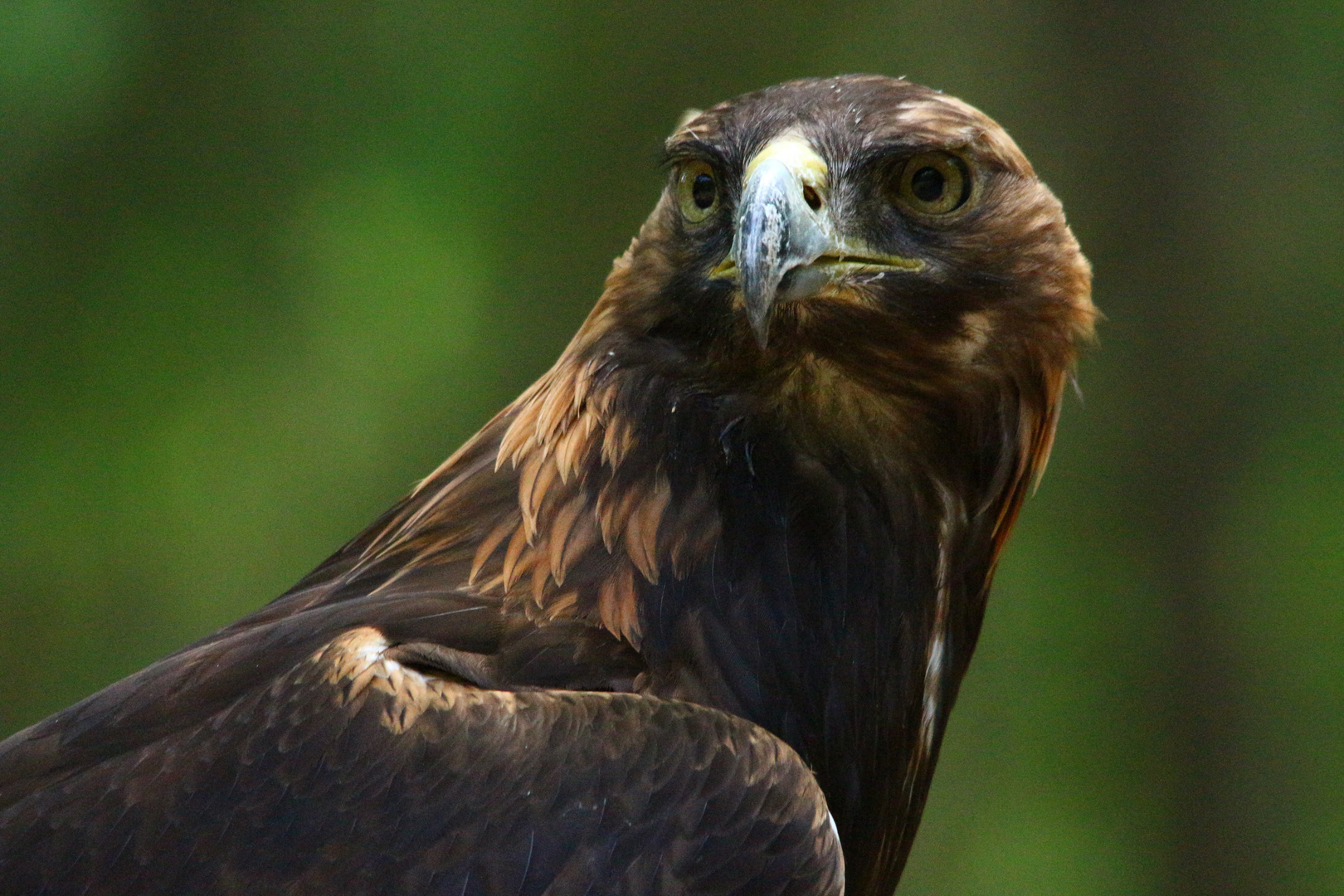 Steinadler