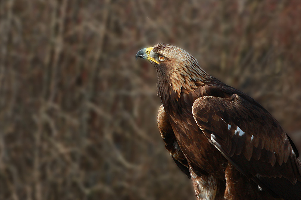 Steinadler