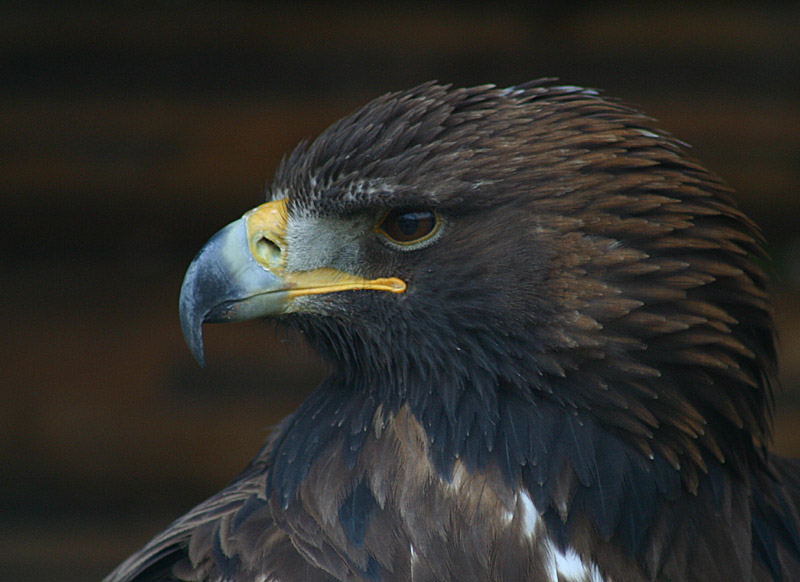 Steinadler