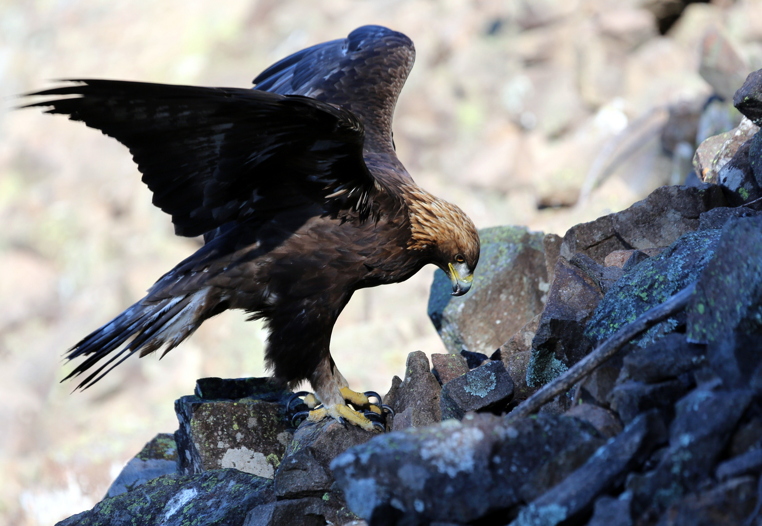 steinadler