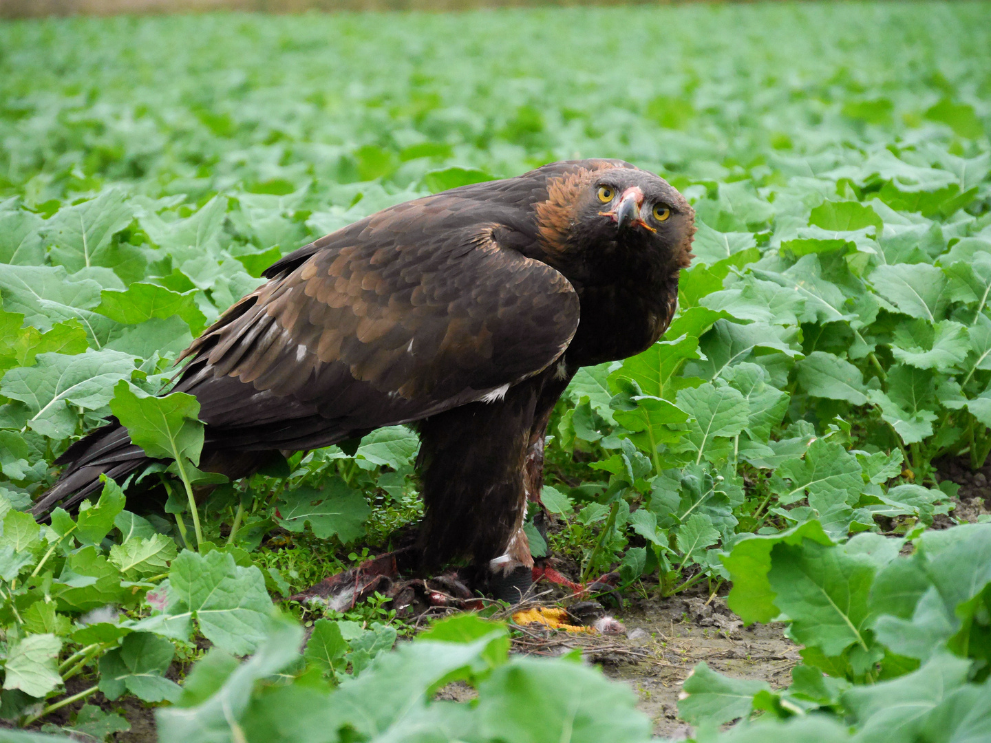 Steinadler