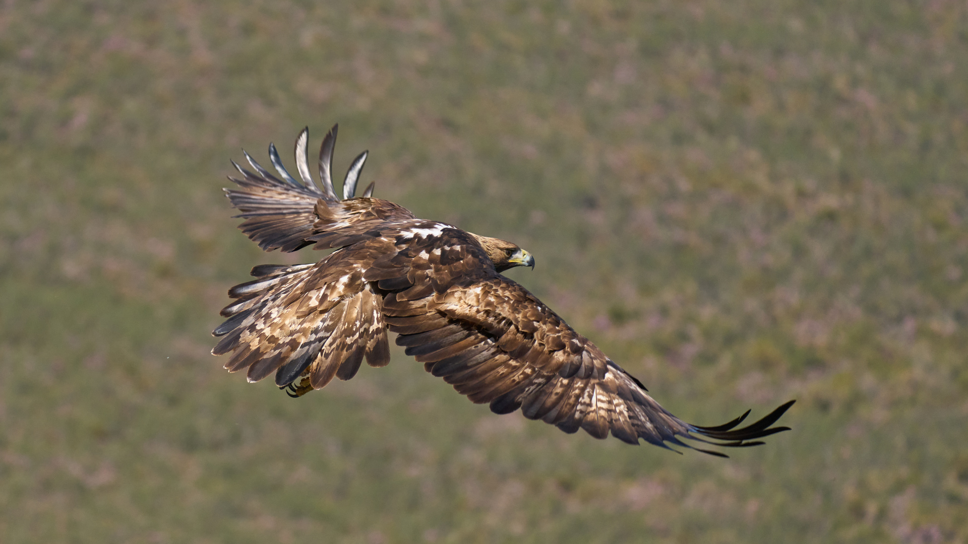 Steinadler Abflug